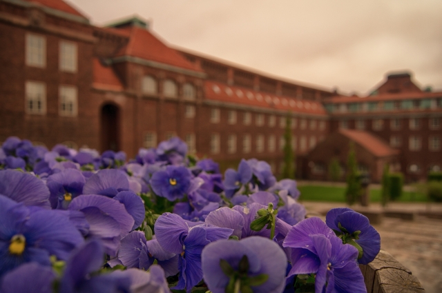 インターナショナルの学費や入学条件